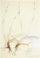 藏品(阿辛尼波薹)的圖片